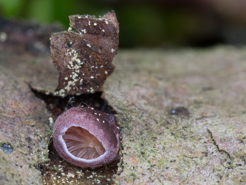 Panellus violaceofulvus